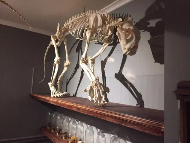 Doctor dodo Ouwehands dierentuin acrylaat