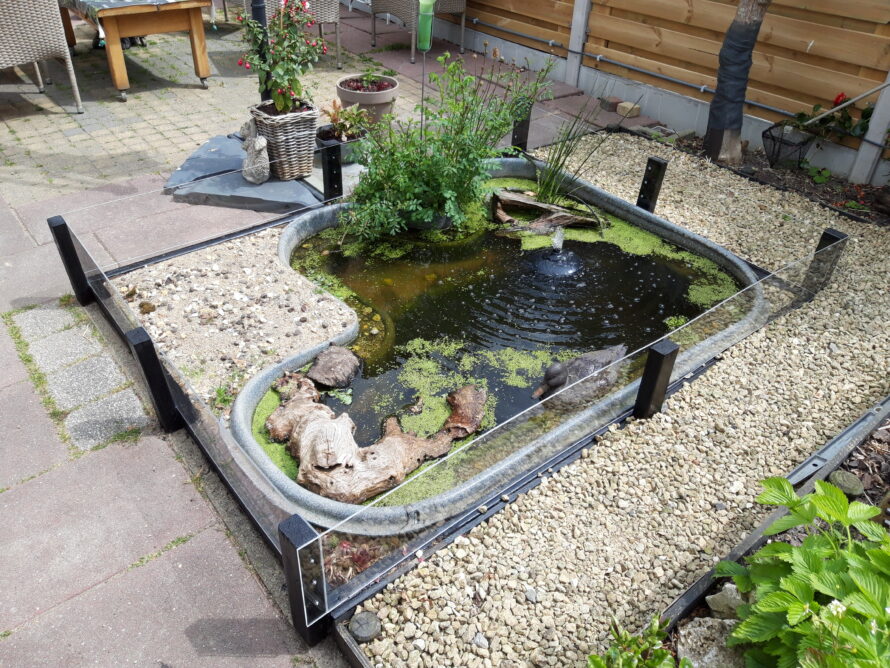 schildpadden vijver plexiglas omheining
