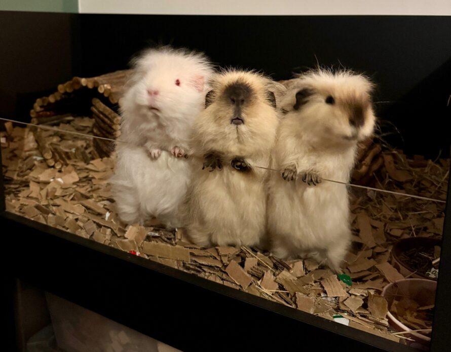 Plexiglas voor caviaverblijf