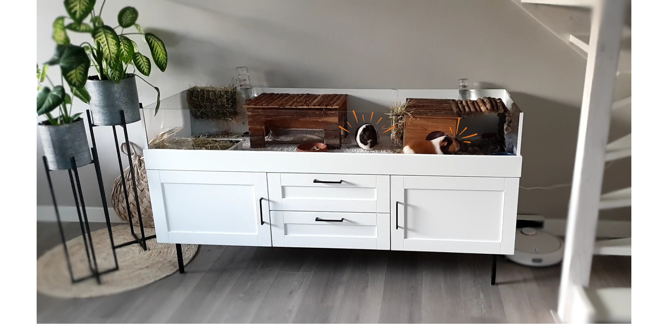 cavias in kunststof hok